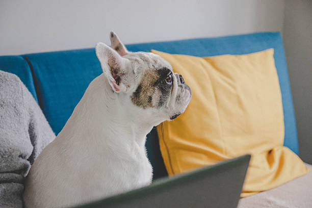 istock French Bulldog in a Relaxed Work-from-Home Setting 2255204535