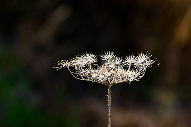 Close-up view of a dried wildflower seed head standing against a dark, softly blurred natural background. Selective focus and shallow depth of field emphasize the delicate structure and fine details of the plant. Ideal for concepts related to nature, decay, autumn, minimalism, fragility, sustainability, and natural textures. Suitable for backgrounds, editorial design, web content, and environmental themes.