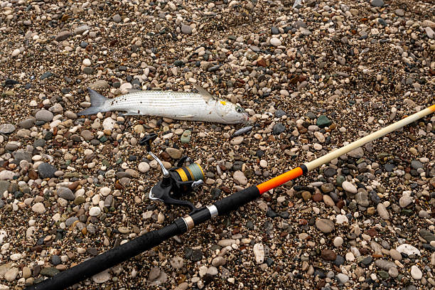 Newly caught mullet fish and fishing gear on multicolored pebbles on Antalya Konyaalti Beach.