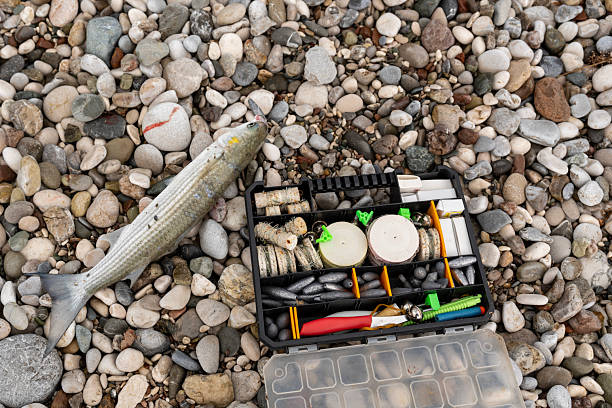 Newly caught silver-colored mullet fish, next to an open, organized tackle box containing lead weights, line reels, and various hooks.