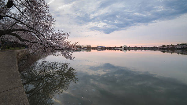 istock Cherry trees around Thomas Jefferson Memorial at quiet sunrise in Washington DC, USA 2255213021