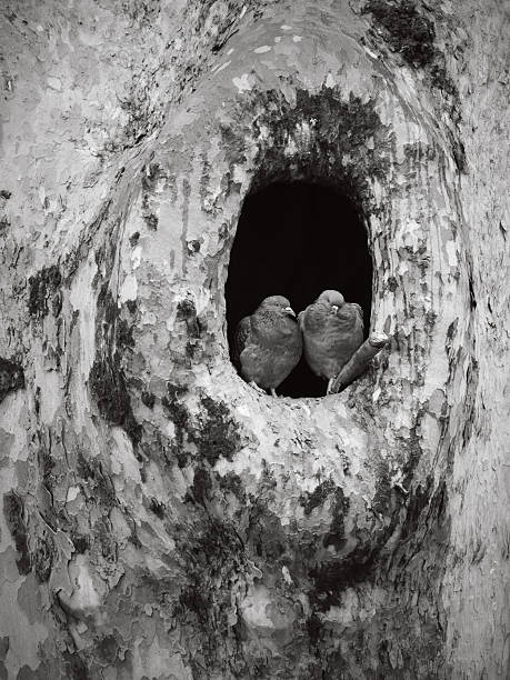 Two pigeons sit side by side inside a dark tree hollow, surrounded by peeling bark and small patches of moss, creating a natural shelter scene in winter.