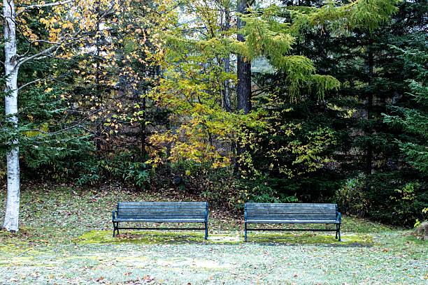 Bench at the entrance to the forest