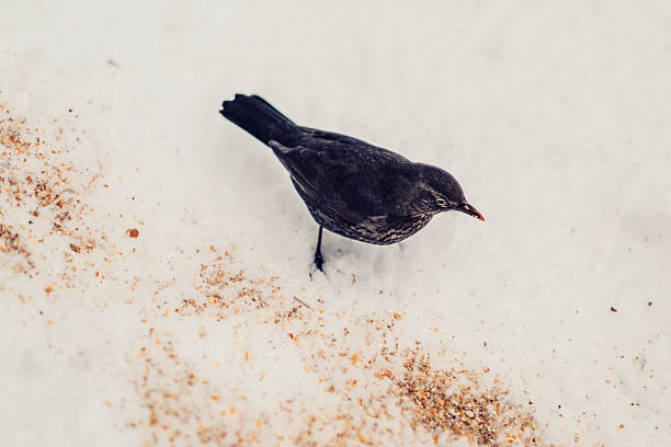 Blackbird eating seed sprinkled on the snow after a prolonged cold spell.
