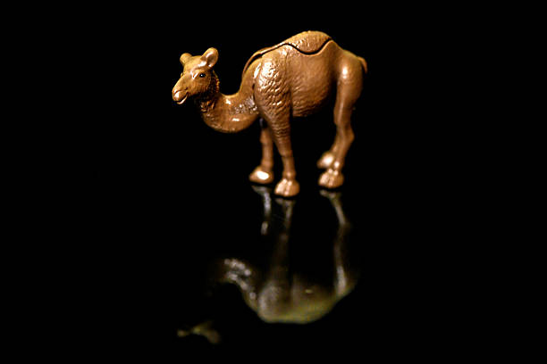Toy camel on a black glass background