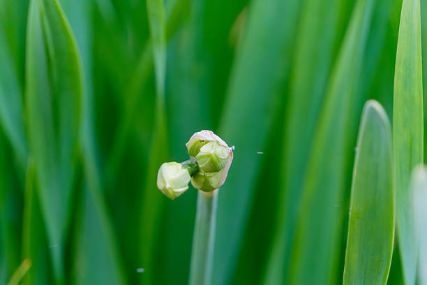 A macro shot of green narcissus flower buds beginning to emerge against a vibrant green leaf background.