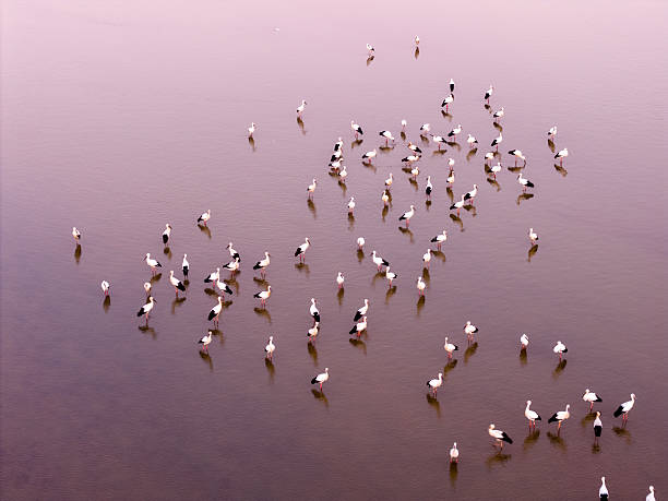 Migratory birds in Poyang Lake, China, at sunset.