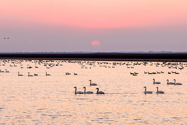 istock Migratory birds in Poyang Lake, China, at sunset. 2255217137