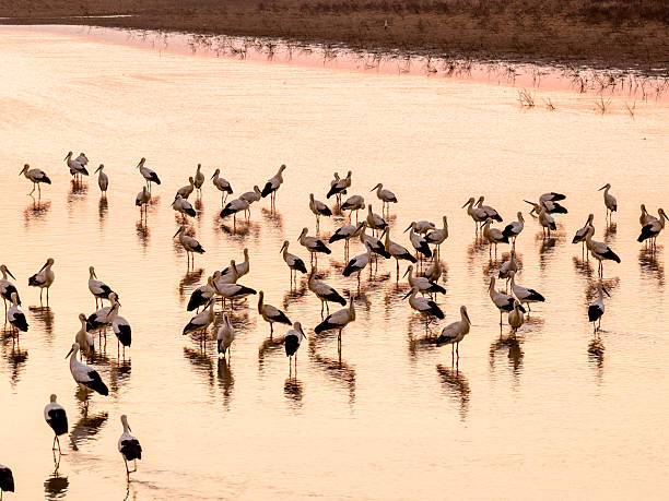 Migratory birds in Poyang Lake, China, at sunset.