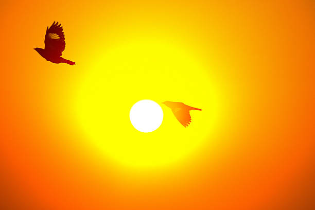 White dove of peace bringing a branch of olive tree.