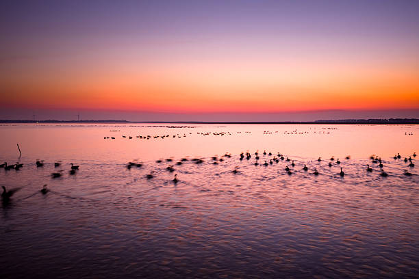 istock Migratory birds in Poyang Lake, China, at sunset. 2255218056