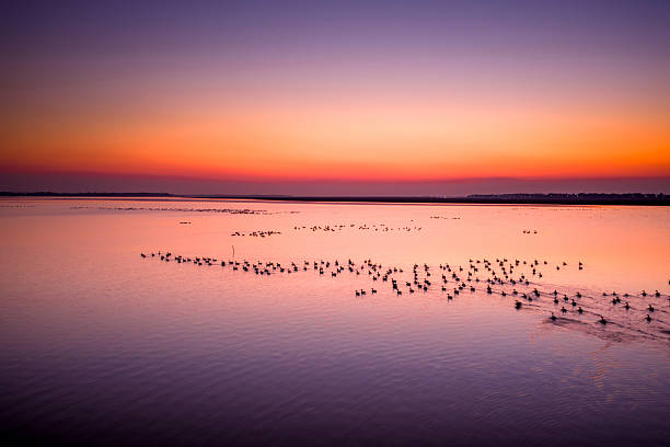 istock Migratory birds in Poyang Lake, China, at sunset. 2255218225