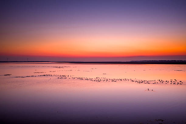Migratory birds in Poyang Lake, China, at sunset.