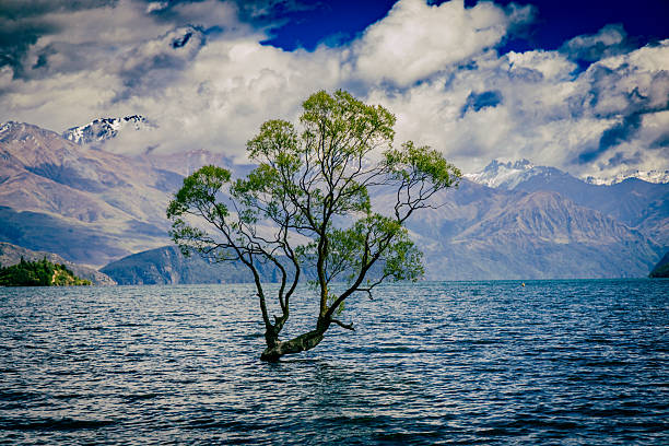 Lone foliage rises above rippling alpine water ripples branches scenic