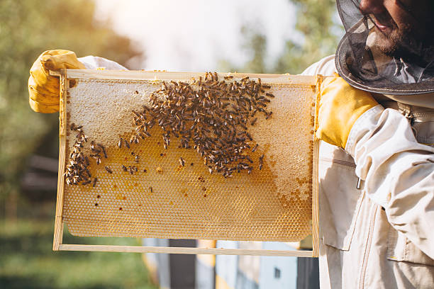 istock The beekeeper holds a honey cell with bees in his hands. Apiculture. Apiary. Working bees on honey comb. Honeycomb with honey and bees close-up. 2255218502