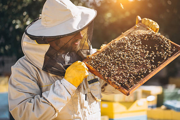 istock The beekeeper holds a honey cell with bees in his hands. Apiculture. Apiary. Working bees on honey comb. Honeycomb with honey and bees close-up. 2255219019