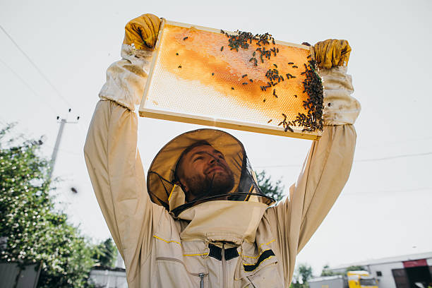 The beekeeper holds a honey cell with bees in his hands. Apiculture. Apiary. Working bees on honey comb. Honeycomb with honey and bees close-up.