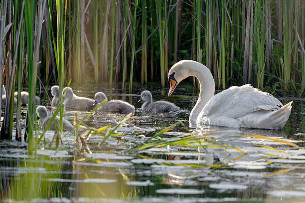 Mute Swan With Chicks In Action In The Pond