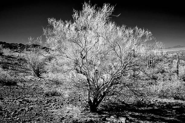 Monochrome of The Sonoran desert Picacho Peak in central Arizona USA on a mid winter morning Picacho Peak State Park
