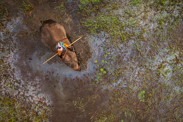 Mahout riding his elephant, Central Province, Sri Lanka