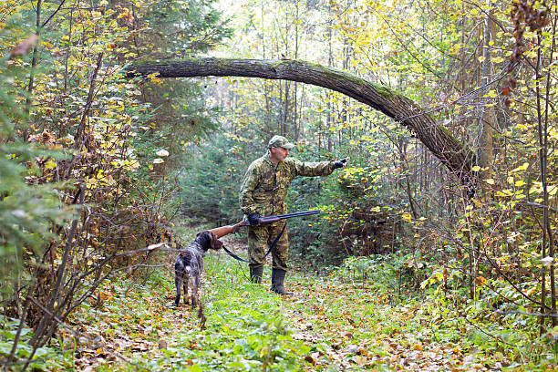 A warm autumn day. The hunter stopped on a forest road next to a fallen tree and shows his hunting dog (drachtaar) the direction of the search. He holds a double-barrelled shotgun in his hand.