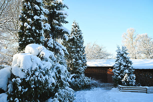 Winter in the garden