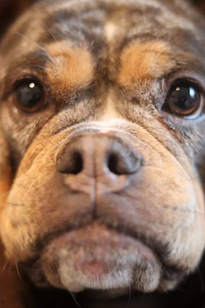 A closeup of a cute English Bulldog looking at camera.
