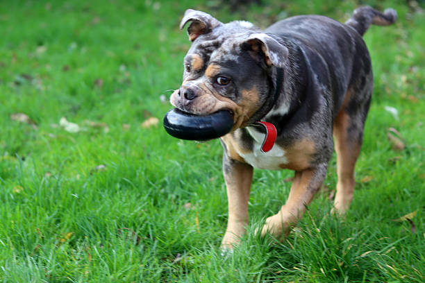 cute bulldog bites on a red plastic ball