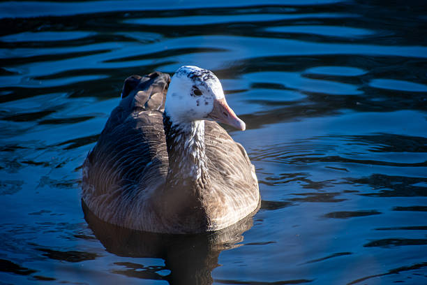 Close up of greylag goose swimming on lake