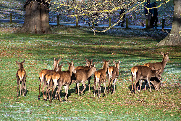 Nottingham, UK - Jan 2, 2026: A herd of  Red Deer walking on a field slightly covered in snow.