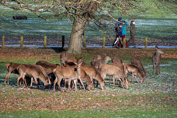 Nottingham, UK - Jan 2, 2026: A herd of  Red Deer walking on a field slightly covered in snow.