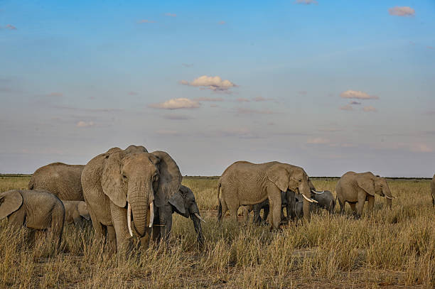 istock Herd of African elephants with youngsters 2255233349