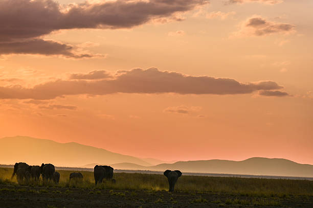 Elephant silhouettes during sunset in Amboseli National Park in Kenya.