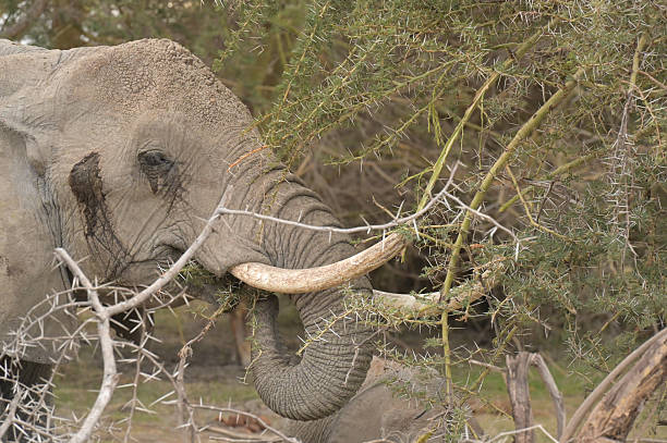 Elephant in the Undergrowth, South Africa