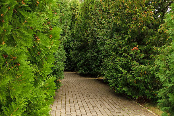 Garden pathway made of pavement stones surrounded by dense thuja greenery, symbolizing order, nature balance, and modern backyard landscaping.