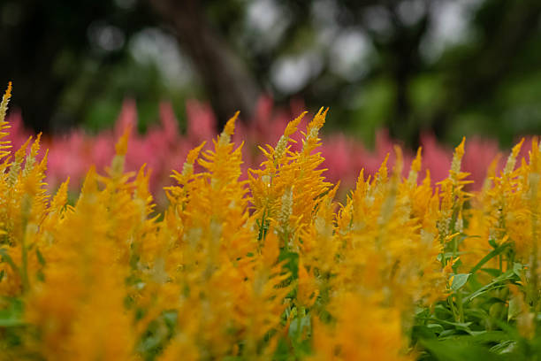 Wild Flowers