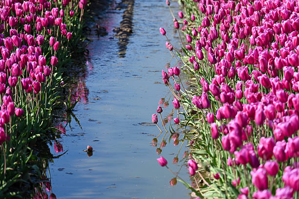 Blooming tulip fields in the Lower Rhine region.