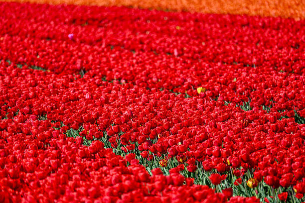 Blooming tulip fields in the Lower Rhine region.