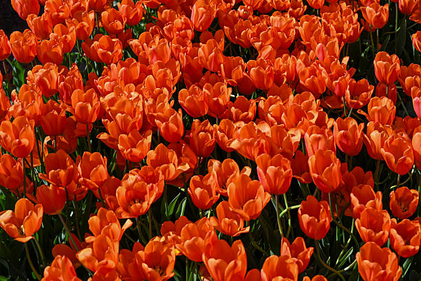 Blooming tulip fields in the Lower Rhine region.