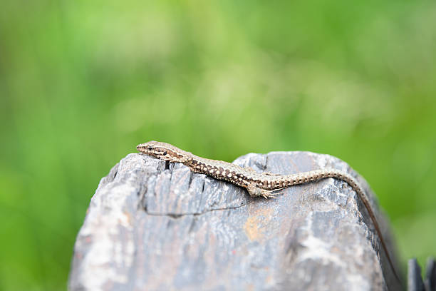Common wall lizard sunbathing on a stone wall, Podarcis muralis, reptile living in Northern Europe and North America, wildlife moselle valley