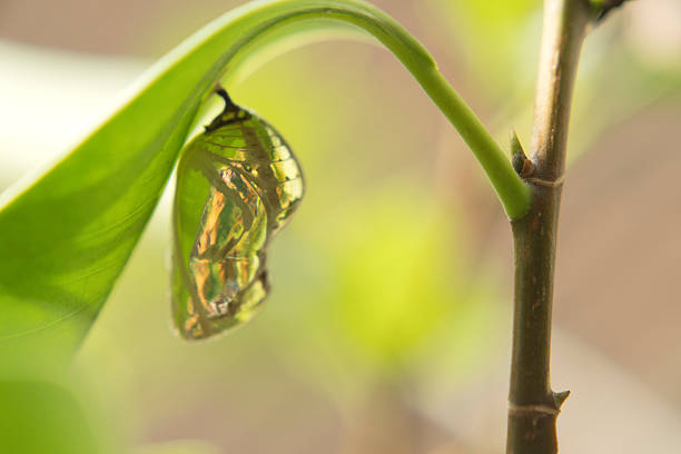 A green caterpillar is eating my plants