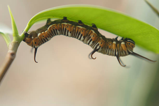 Caterpillar Hanging from Leaf in Close-Up Metamorphosis Scene