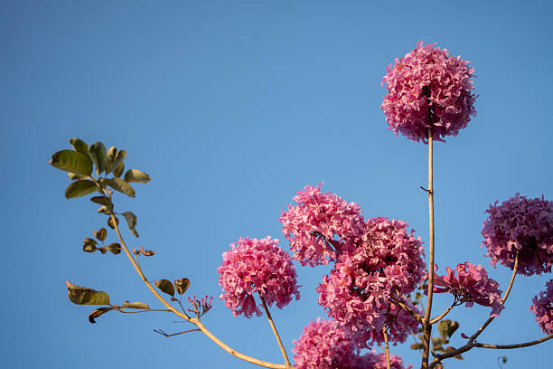 Pink wind chime flowers in full bloom