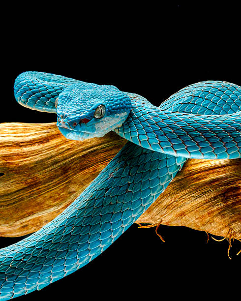 Striking blue pit viper with forked tongue displayed in a dramatic pose on a tree branch, highlighting vibrant scales, venomous features, and exotic reptile beauty on black background