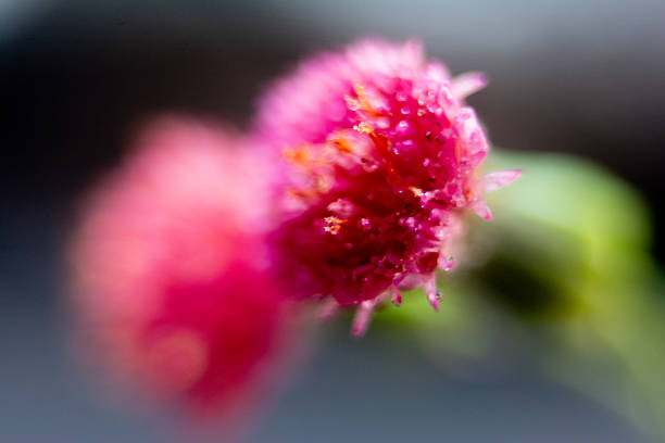 Macro photograph of a wildflower.