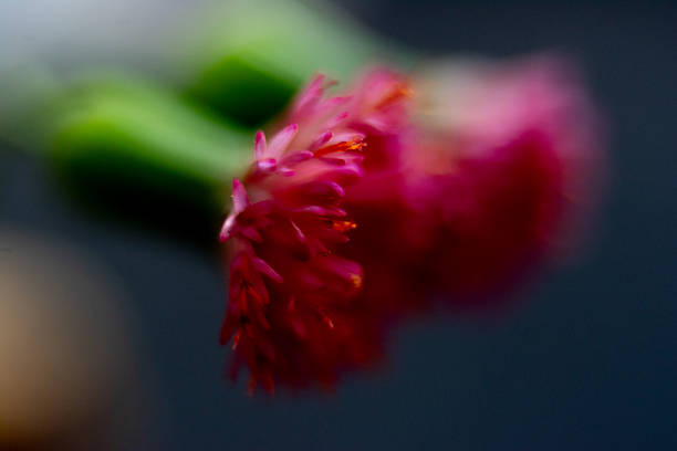 Macro photograph of a wildflower.