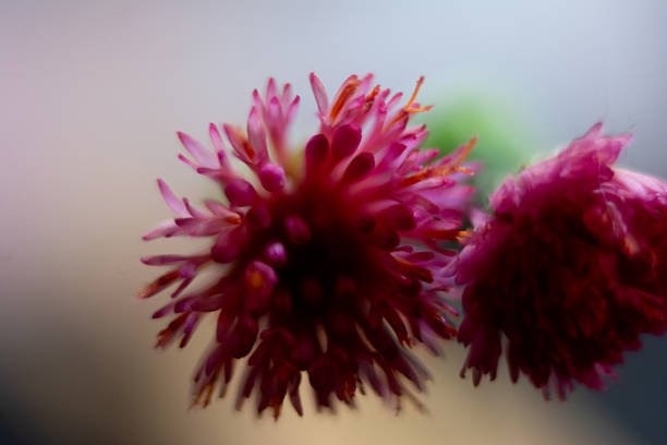 istock Macro photograph of a wildflower. 2255242389