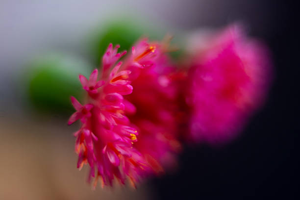 Macro photograph of a wildflower.