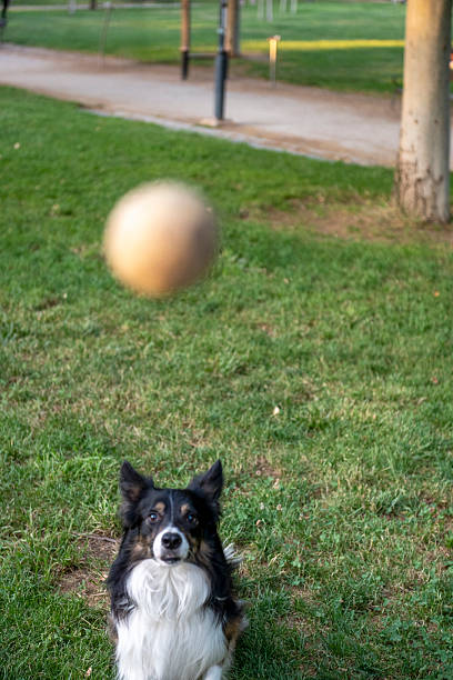Border collie dog looking up, leaping for a tennis ball during a game of fetch in a local park. Playing with pets outdoors