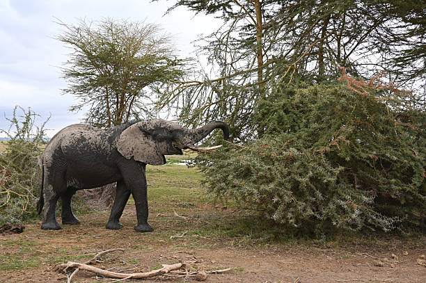istock African elephant  eating acacia leaves with thorns 2255253572